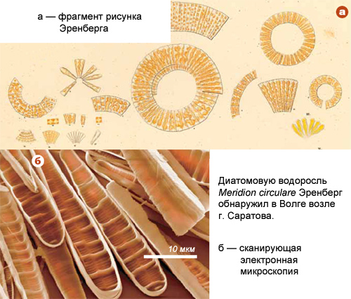 Диатомовую водоросль <i>Meridion circulare</i> Эренберг обнаружил в Волге возле г. Саратова.<br>\nа – рисунок Эренберга<br>б – сканирующая электронная микроскопия (изображение: «Наука из первых рук»)