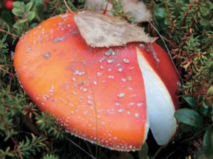 Мухомор (фото: «Наука из первых рук»)