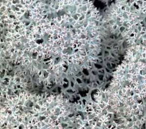 Ягель (фото: «Наука из первых рук»)