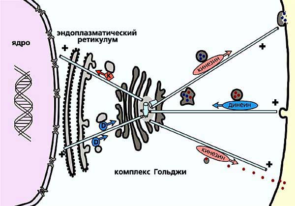 Рис. 8. Схема, иллюстрирующая работу аппарата Гольджи. Транспорт в направлении к аппарату Гольджи осуществляет моторный белок динеин, доставку созревших в аппарате Гольджи белков по отходящим от центросомы микротрубочкам все части клетки осуществляет моторный белок кинезин