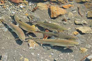 Все виды тихоокеанских лососей в период жизни в реках и озерах (2-5 лет), до скатывания в море, называются форелями. Фото А. Коновалова («Наука и жизнь»)