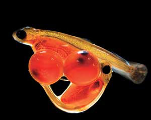 Высвобождение из икринок. Фото С. Горшкова с сайта www.gorshkov-photo.com