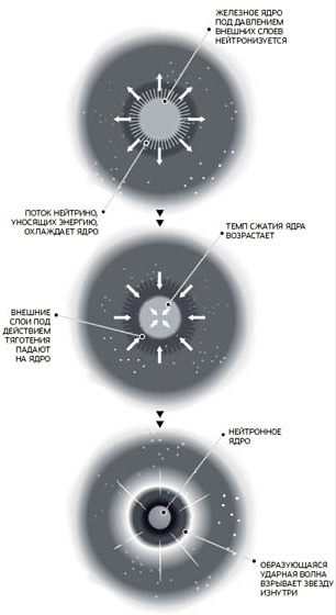 Появление сверхновой типа II. Механизм образования сверхновых этого типа значительно отличается от SN Ia. Предшественники SN II - более молодые звезды, и вторая звезда в данном случае не требуется. Изображение: «Популярная механика»