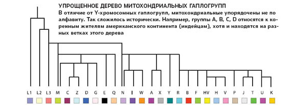Упрощенное дерево митохондриальных гаплогрупп. Изображение: «Популярная механика»