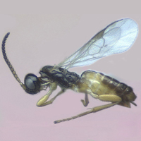 Наездник Cotesia flavipes — один из многих тысяч видов паразитических наездников, которые выводят из строя защитные системы своих жертв при помощи «ручных» вирусов. Фото с сайта www.uky.edu