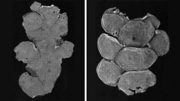 Рис. 1. Полиморфизм переходных форм от чешуелистных побегов к филлокладию у голосеменного растения из пермских отложений Европейской России. Изображение «Экология и жизнь»