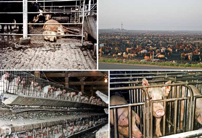 Фото: “Farm Sanctuary”