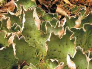 Лишайник Peltigera aphthosa — типичный обитатель северных лесов. На светло-зеленых листовидных талломах (телах лишайников) видны темные пятна — цефалодии, в которых живут симбиотические цианобактерии, осуществляющие азотфиксацию, т. е. переводящие атмосферный азот в аммоний — усваиваемую живыми организмами форму. В других частях таллома живут другие симбионты — одноклеточные эукариотические водоросли. Изображение: «Экология и жизнь»