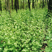 Чесночная горчица Alliaria petiolata, заполонившая североамериканские леса, препятствует развитию симбиотических грибов, необходимых для роста молодых деревьев (© Courtesy of Elisabeth J. Czarapata; фото с сайта www.ipaw.org)