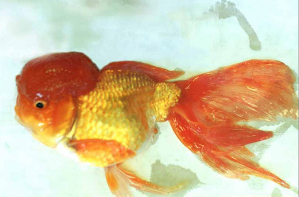 Шапочка-опухоль золотой рыбки. Изображение: «Химия и жизнь»