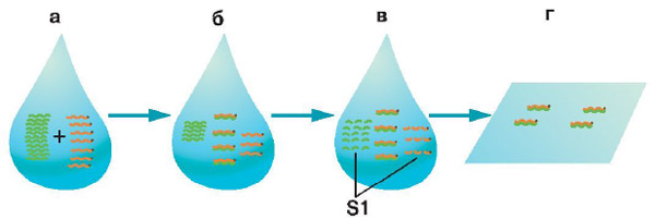 Вот так делают насыщающую молекулярную гибридизацию. \nа — в растворе смешивают избыточное количество РНК опухолевой или нормальной тканей и фрагменты радиоактивно меченной ДНК (с точкой); б — при длительной инкубации гомологичные РНК и ДНК связываются друг с другом, образуя гибридные двухцепочечные молекулы (дуплексы); в — РНК и ДНК, которые не образовали дуплексов, разрушают нуклеазой S1, расщепляющей только однонитевые нуклеиновые кислоты; г — дуплексы ДНК-РНК сорбируют на специальных фильтрах, после чего по соотношению исходного количества метки и метки, оставшейся на фильтре, оценивают, какая часть генома транскрибируется. Изображение: «Химия и жизнь»