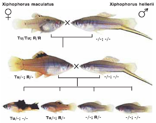 Меланома у меченосцев развивается только в том случае, если рыбка имеет хотя бы одну копию гена Tu, но ни одной копии гена R (пояснения в тексте). Поэтому при межвидовом скрещивании, показанном на схеме, в третьем поколении у четверти особей появляются меланомы. Изображение: «Химия и жизнь»
