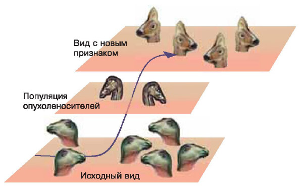 Популяция носителей опухоли — переходная форма между двумя видами, стоящими на разных ступенях прогрессивной эволюции. Изображение: «Химия и жизнь»