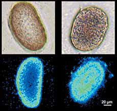 <b>Рис. 1.</b> Поперечный срез волос, полученный оптическим (<i>вверху</i>) и флуоресцентным (<i>внизу</i>) методами. Видно, что при длительном воздействии древней краски наноразмерные кристаллы глубже проникали в структуру волоса (<i>справа</i>), чем при кратковременном (<i>слева</i>). Изображение: «Химия и жизнь»