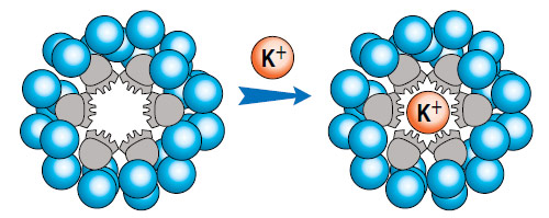 Образование краун-эфира — комплекса 18-краун-6 и иона K+ (в центре). Надо отдать должное искусству Педерсена, сумевшего выделить и изучить свойства побочного продукта, полученного в крайне малом количестве. Изображение: «Наука и жизнь»
