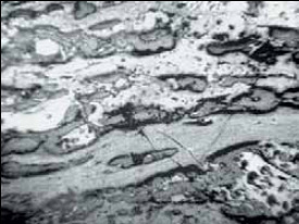 В отражённом свете могут изучаться угли и горючие сланцы любых стадий метаморфизма, поэтому данный метод имеет соответствующие преимущества. В отражённом свете, однако, цветовая гамма изучаемых углей и сланцев скромнее — это оттенки серого цвета. Уголь-антрацит. Отражённый свет. Тёмно-серые фрагменты — липтинит, светло-серые — витринит, белые — инертинит. Фото: «Наука и жизнь»