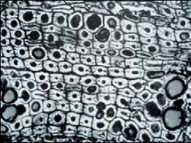 Автор со своим учеником и сотрудником — физиком, кандидатом наук А. Л. Шпицглузом — разработал метод обработки полированной поверхности углей в низкочастотной аргоновой или кислородной плазме, позволяющий выявлять анатомические детали строения тканей углеобразующих растений. С помощью разработанного метода получены новые неожиданные данные в области палеоботаники, палеоанатомии и палеобиохимии древних растений («Наука и жизнь» №11, 2007 г.). Уголь антрацит. Ионное травление поверхности аншлифа. Отражённый свет. Клеточное строение растительной ткани каменноугольного возраста (380 млн лет). Отдельные клетки заполнены кварцем (серый цвет). Фото: «Наука и жизнь»