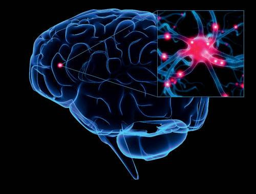 Как устроен человеческий мозг. В коре головного мозга, которая, собственно, и несет ответственность за высшую нервную деятельность — личность, поведение, мышление и сознание, — насчитывается, по различным оценкам, от 10 до 25 млрд нейронов. Нервные импульсы передаются химическим путем через специальные участки мембран — синапсы. Каждый нейрон имеет более тысячи синаптических связей (а есть и такие, у которых это число достигает 10 000) с другими нейронами, и таким образом нейроны оказываются связаны друг с другом в огромную разветвленную сеть. Изображение: «Популярная механика»