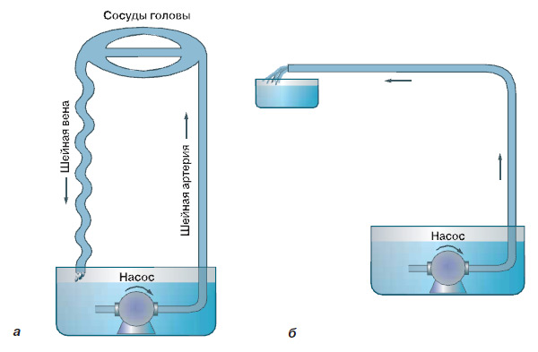 Рис. 2. Кровообращение в голове и шее жирафа, модель Бадира:<br>\nа — сифон; б — Г-образная трубка (не сифон). Изображение: «Химия и жизнь»