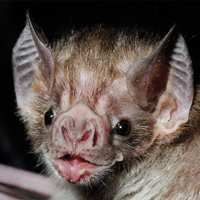 У вампировых летучих мышей инфракрасные рецепторы расположены в листовых ямках вокруг носа. Изображение из статьи M. Brock Fenton. Heat-thirsty bats // Nature 2011. V. 476. P. 40–41