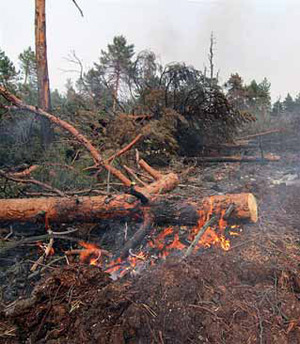 Изображение: «Экология и жизнь»