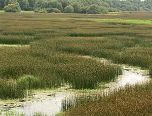 Изображение: «Экология и жизнь»