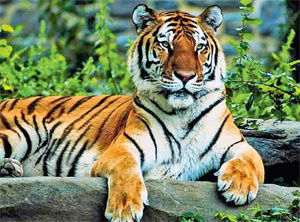 Полосы на шкуре тигра вызваны близкими к реакции Белоусова—Жаботинского колебательными биохимическими реакциями с диффузией, существование которых предположил математик Алан Тьюринг. Фотография Джона и Карен Холлингсворт.