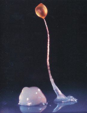 D. discoideum. Фото с сайта www.sciencenewsforkids.org