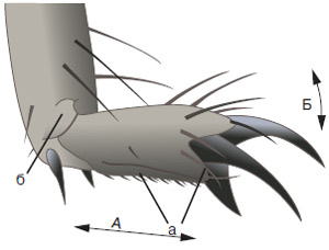Рис. 4. Приемники вибросигналов паукообразных: волоски на «ступне» (а), складки с рецепторными клетками (б). Волосковый датчик регистрирует колебания в направлении стрелки А, щелевидный датчик — сгибание-разгибание ноги в суставе по стрелке Б. Изображение: «Химия и жизнь»