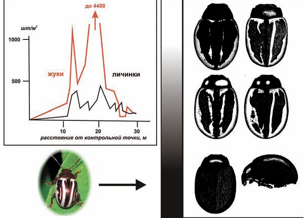 Вариации окраски зигограммы — исходный тип и меланисты. Фотография североамериканской зигограммы с сайта www.texasento.net, Harvard, Worcester Co., Massachusetts, July 18, 2004 (Tom Murray). Структура «уединенной популяционной волны» и фенотипические вариации окраски зигограммы приводится по данным О. В. Ковалева (www.zin.ru) (иллюстрация адаптирована)