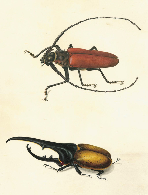 Дровосек-титан (Titanus giganteus) и жук-геркулес (Dynastes hercules). 1699–1701 гг. Пергамен, акварель, кроющие краски. Этюд для наброска к табл. 48 кн. «Metamorphosis insectorum surinamensium» (1705) СПФ АРАН. P. IX. Оп. 8. Д. 60