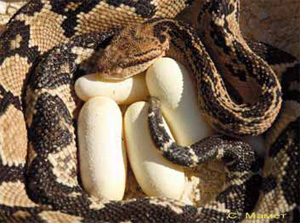 Бушмейстер не выносит соседей и вторжения на свою территорию. Фото С. В. Мамета