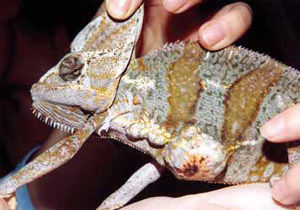 Йеменский хамелеон с опухолью. Опухоль удалили, все закончилось хорошо