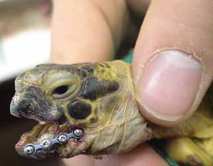 Этой черепахе со сломанной челюстью установили микропластину. Она меньше обычных пластин, которые используются для «человеческой» челюстно-лицевой хирургии, раза в два