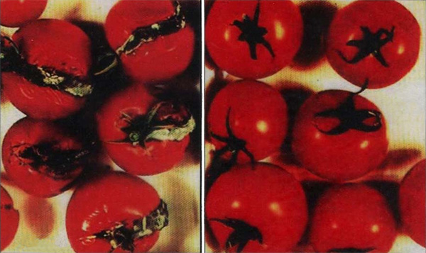 Рис. 10. Обычные томаты (слева) и генетически модифицированные томаты со сниженным синтезом этилена (справа). Изображение: «Потенциал. Химия. Биология. Медицина»