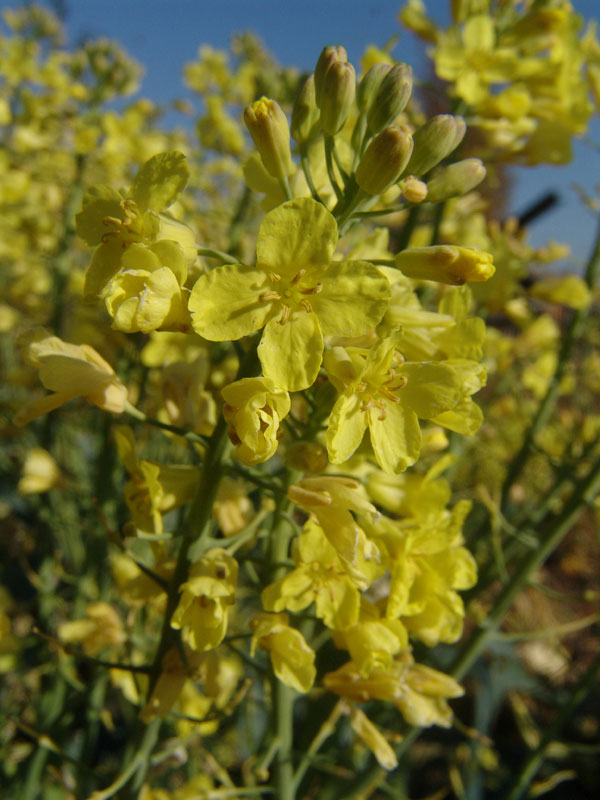 Рис. 13. Рапс (Brassica napus) — важнейшее масличное растение умеренной зоны. Изображение: «Потенциал. Химия. Биология. Медицина»