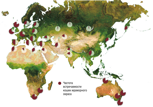 Карта распределения мраморной окраски в популяциях кошек напоминает картину диффузии. Концентрация максимальна на Британских островах, чуть ниже во Франции и далее постепенно падает по мере удаления от центра распространения. В Сибири мраморные кошки исключительно редки. Это видно по частоте встречаемости мраморных кошек в портовых городах, в том числе во Владивостоке и Петропавловске-Камчатском