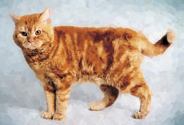 Кошки с нормальным геном, задающим рисунок окраса, — привычно полосатые. Рецессивная мутация в том же гене — «мраморный тэбби» — превращает поперечные полосы в завитки или разводы. На фото — именитый мраморный кот породы селкирк рекс (с кудрявой шерстью). Владелец: Н.Иерусалимова (Новосибирск). Фото Live Studio