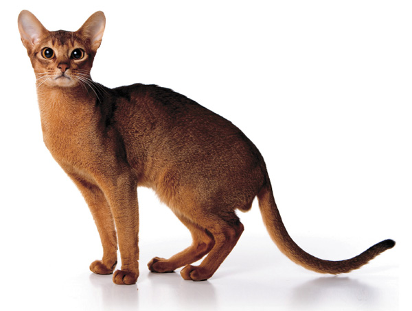 Кошки, гомозиготные по мутации «абиссинский тэбби», имеют однородную окраску. Этот гордый красавец — самый дипломированный в мире абиссинский кот из питомника Des Cavalier (Москва). Владельцы: И. Кудрявцева и В. Каланча