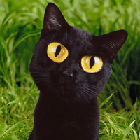 Фото с сайта www.thecatgallery.com