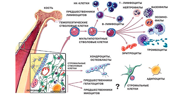 В организме каждого человека есть стволовые клетки. Костный мозг является резервуаром стромальных стволовых клеток—предшественников клеток крови (гемопоэтических клеток); костной ткани (остеобластов), клеток хряща (хондроцитов), клеток жировой ткани (адипоцитов) и стромальных клеток (фибробластов). Возможно, в костном мозге будут обнаружены клетки—предшественники клеток печени (гепатоцитов) и клеток скелетной мускулатуры (миоцитов).