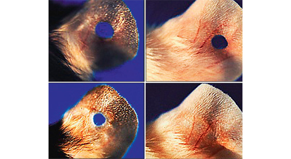 В лаборатории профессора Элен Хебер-Кац в Институте Вистара (Филадельфия, США) удалось «выключить» ген р21, блокирующий регенеративные способности, у мышей генетической линии MRL. В результате мыши обрели способность восстанавливать повреждённые ткани: если сделать дырку в ухе у такой мыши, то она полностью затянется. Вокруг повреждения будут сформированы все типы ткани — хрящ, кожа, кровеносные сосуды — без образования шрама. Это потрясающее качество помогает мышам избавляться не только от дырок в ушах, но и от последствий инфаркта. Сердечная мышца у них после инфаркта восстанавливается полностью.