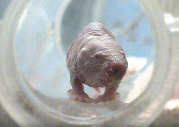 Фото: «Троицкий вариант»