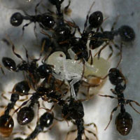 Восстание муравьев