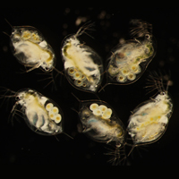 Daphnia dentifera - половозрелая самка с яйцами в выводковой камере, не пораженная паразитами