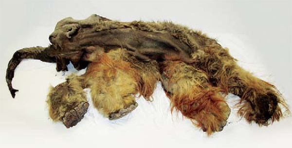 Мамонт Юкка сохранился относительно неплохо, несмотря на повреждения мягких тканей и отсутствие части костей скелета. Высота живого мамонта была около 165 см (в холке), длина тела от передней поверхности лба (основание хобота) до основания хвоста — около 205 см. Вес живого мамонта мог быть около 450–550 кг. Фото предоставлено Академией наук Якутии