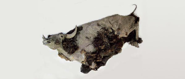 Первобытный бизон — молодой бык возрастом около 4 лет — сохранился полностью, не имеет никаких повреждений, и особенно важно, что у него полностью сохранились все внутренние органы, включая содержимое желудка и кишечника, что позволяет отнести его к уникальным палеонтологическим объектам. Размах его рогов достигал 75 см. Высота живого бизона была около 170 см, а вес — около 500–600 кг. Фото предоставлено Академией наук Якутии