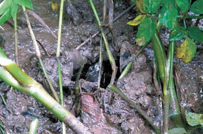 Самец музыкальной лягушки Эмей в норке приманивает самку