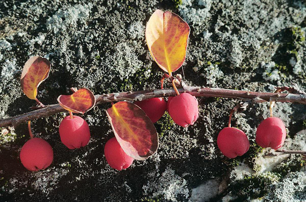 Кизильник киноварно-красный из Красной книги РФ. Фото Г. Александрова с сайта www.opentown.ru