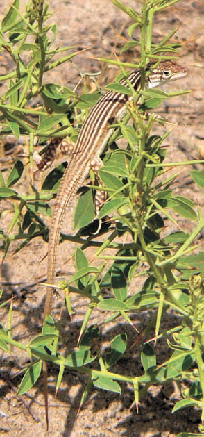 Названная в честь В.Я. Лаздина полосатая ящурка (Eremias scripta lasomi) (Таджикистан, фото автора)